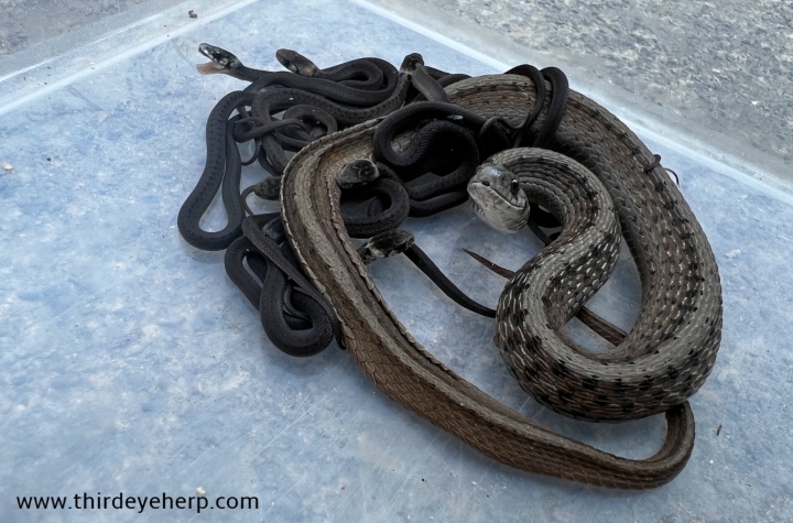 DeKay's Brown Snake